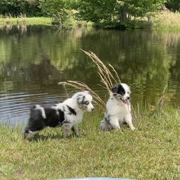 Miniature Australian Shepherd Puppies from Circle D Miniature Australian Shepherds