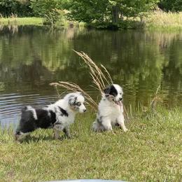 Miniature Australian Shepherd Puppies from Circle D Miniature Australian Shepherds