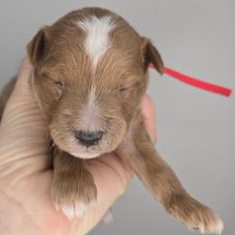 Cupid - Red  male Goldendoodle puppy in Harlem, Georgia from Ivey's Poodles & Doodles