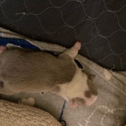 Chico - Lilac male Boston Terrier puppy in Brick Township, New Jersey from Nettles Nuggets