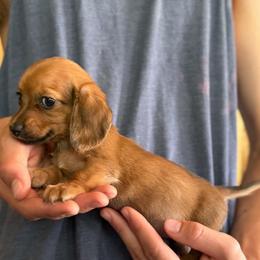 Love bug - Dapple female Dachshund puppy in Grand Junction, Michigan from J.C fur babies