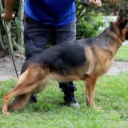 German Shepherd All Grown Up from Boris Parra's German Shepherds