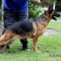 German Shepherd All Grown Up from Boris Parra's German Shepherds