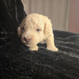 Yellow - Cream male Goldendoodle puppy in Grovetown, Georgia from Snug-a-Doodles