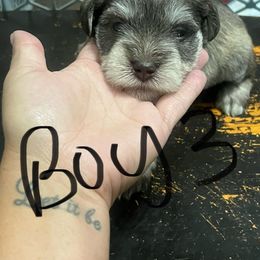 Boy 3 - Liver male Miniature Schnauzer puppy in Flomaton, Alabama from Boutwell's Miniature Schnauzers
