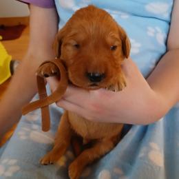 Brown - Dark golden male Golden Retriever puppy in Lanesboro, Minnesota from Eagle Ridge Golden Retrievers