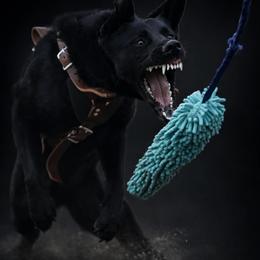 Kartel - Black female German Shepherd puppy in Beech Grove, Arkansas from Ze Zadnich lesu