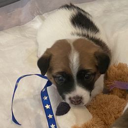 Golden Retriever and Jack Russell Terrier Puppies from Shelby Burleson's Golden Retrievers and Jack Russell Terriers