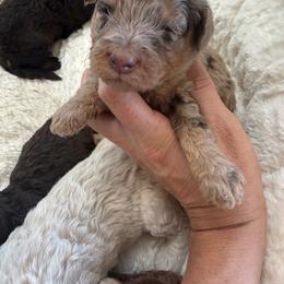 Puppy pick 1 girl - Merle female Goldendoodle puppy in Natural Bridge, Virginia from Padgetts Hill Puppies