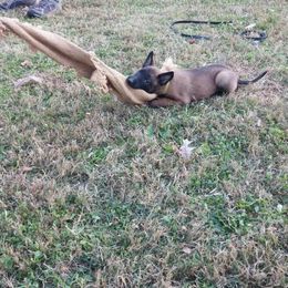 Belgian Malinois, German Shepherd, and Labrador Retriever Puppies from Barbihaus Kennels