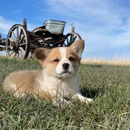 Pembroke Welsh Corgi Puppies from Big Sky Corgis