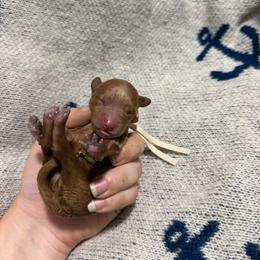 Squirt - Red male Cavapoo puppy in Fort Worth, Texas from Aloha Paradise Poodles LLC