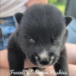 Wicked - Agouti and white male Siberian Husky puppy in Richland, Mississippi from Feazell’s Siberian Huskies