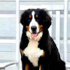 Briar - Bernese Mountain Dog