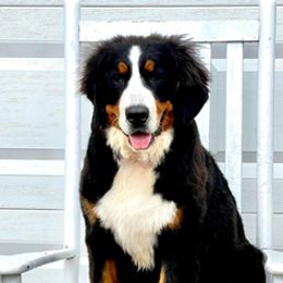 Briar - Bernese Mountain Dog