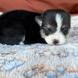 Zuma - Black and tan male Pembroke Welsh Corgi puppy in Accident, Maryland from Deep Creeks Pembrokes