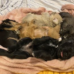 Schnoodle Puppies from Noodle Tings Puppies