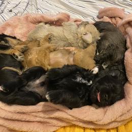 Schnoodle Puppies from Noodle Tings Puppies