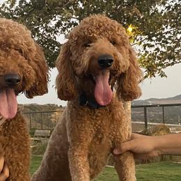 Milo - Goldendoodle