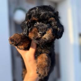 Raviolli - Black & tan tri-color male Maltipoo puppy in San Diego, California from Maltipoos SD