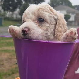 Yoda - Cream male Aussiedoodle puppy in Cumberland, Rhode Island from W Doodle Crew