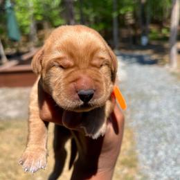 Blaze - Yellow male Labrador Retriever puppy in Carthage, North Carolina from Wicked Pines Retrievers