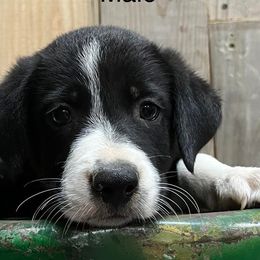 Border Collies from Kipp & Jade