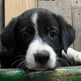 Border Collies from Kipp & Jade