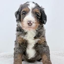 Graham - Blue merle male Bernedoodle puppy in Fleming, Colorado from Vandenbark Doodles