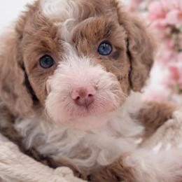 Pink - Brown and white female Aussiedoodle puppy in Byron, Georgia from Southern Olive Doodles 🫒