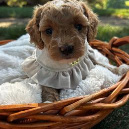 Mary - Red  female Goldendoodle puppy in Cherryville, North Carolina from Mercy Doodles