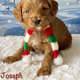 Joseph - Red  male Goldendoodle puppy in Newnan, Georgia from Wagging Tailz Pups