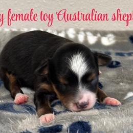 Sally - Black tri-color female Australian Shepherd puppy in Hico, Texas from Chisholm Trail Kennels