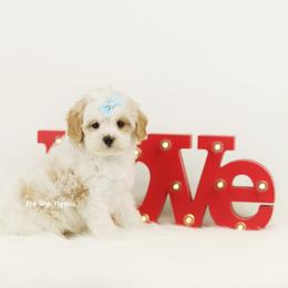 Confetti (Light Blue) - Blenheim female Cavapoo puppy in Republic, Missouri from Red Skye Puppies