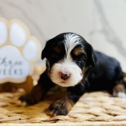 Fortune, Purple Collar Female - Tri-color female Bernedoodle puppy in Katy, Texas from Bluebonnet Bernedoodles of Southeast Texas