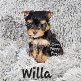 Willa - Black and gold female Yorkshire Terrier puppy in Adair, Oklahoma from Phillippe's Puppy Paws
