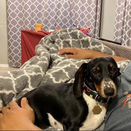 Chloe - Dachshund