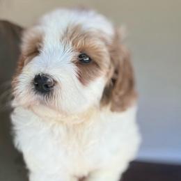 Raven - Parti female Goldendoodle puppy in Jacksonville, Florida from Dandelion Doodles