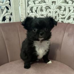 Raven - Black and white female Chihuahua puppy in Northboro, Iowa from So Sweet Chihuahuas