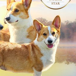 Fanny - Pembroke Welsh Corgi