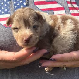 Vermithor - Red merle male Australian Shepherd puppy in Kokomo, Indiana from North Central Aussies
