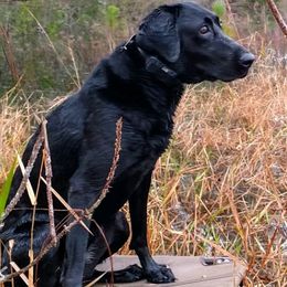 Labrador Retrievers from Richard's Labrador Retrievers