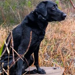 Labrador Retrievers from Richard's Labrador Retrievers