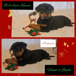 Girl 1 - Black and mahogany female Rottweiler puppy in De Witt, Iowa from Irish Eyes Kennels