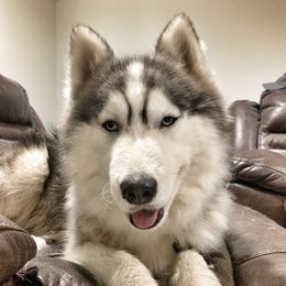 Togo - Siberian Husky