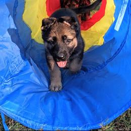 German Shepherd Puppies from Cintron K9