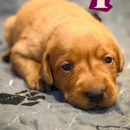 Purple Female - Yellow female Labrador Retriever puppy in Franklin, Virginia from Oak Hollow Retrievers