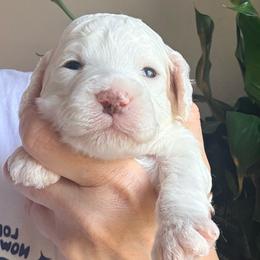 Birch - Parti male Goldendoodle puppy in Knoxville, Tennessee from Graystone Doodles