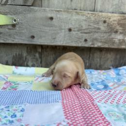 Crusher - Cream male Dachshund puppy in Squires, Missouri from Hudson’s Hounds