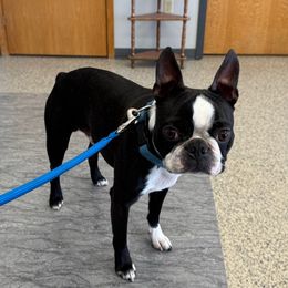 “Beau” - Boston Terrier